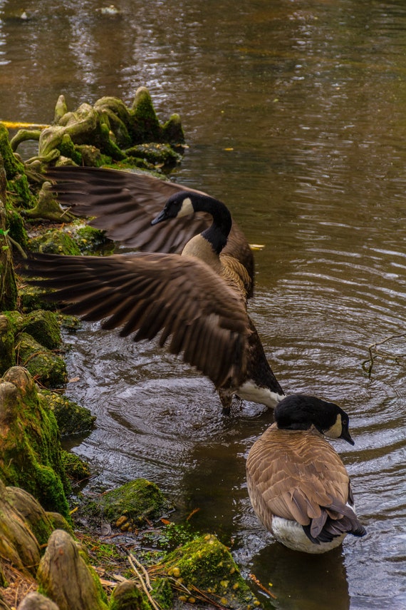 Canada goose canadienne cheap