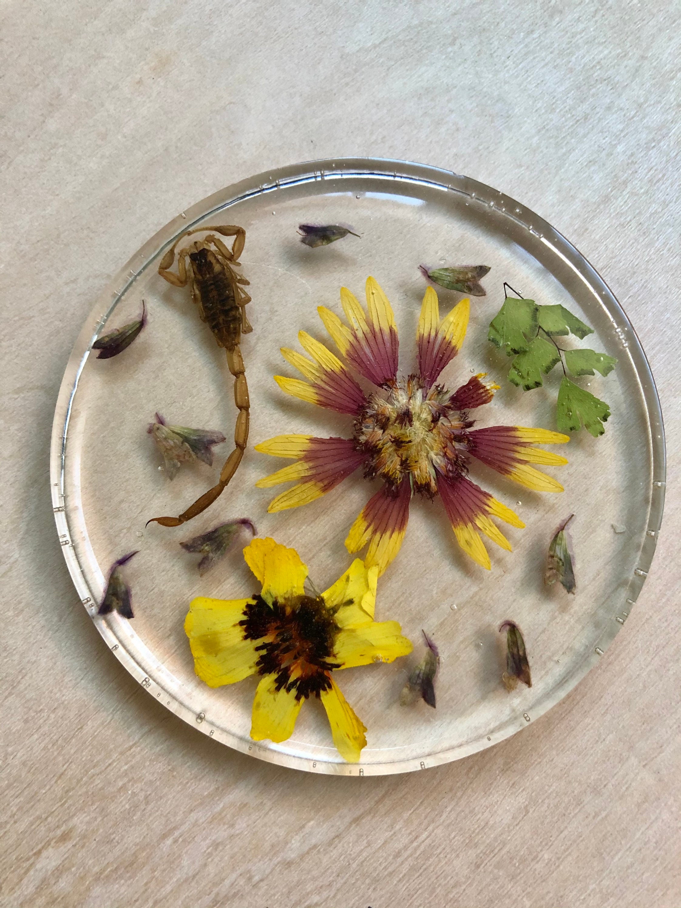 Pressed Wild Flowers in Epoxy Coasters Small Set of 4 Etsy