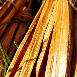 Fatwood / Fire Starter / craft supplies