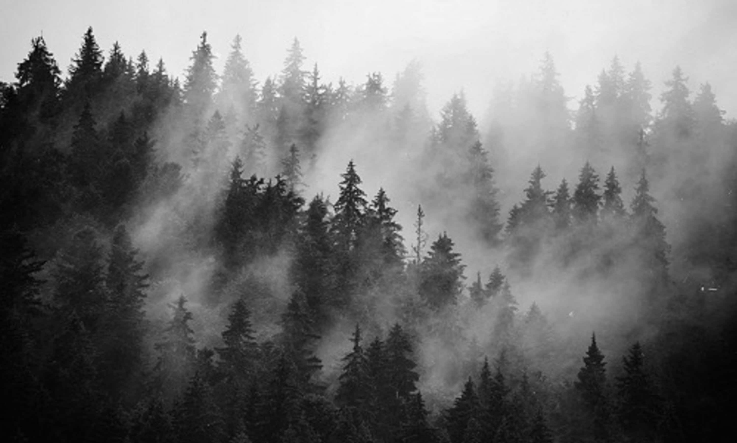 Black and White Misty Forest Wallpaper Mural, Removable Peel and Stick