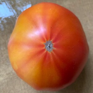 Zvezda Tashkenta tomat (Star of Tashkent)