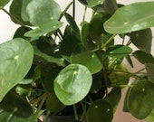 Pilea peperomioides Chinese money plant