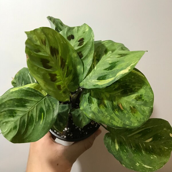 Variegated maranta prayer plant