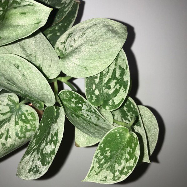 Silvery Ann Satin silver pothos scindapsus pictus