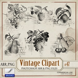 Cosecha de otoño Vintage PNG Clipart, Sello digital de frutas de otoño, Pincel botánico de Photoshop ABR, Pegatina imprimible de diario basura, Superposición, BR47