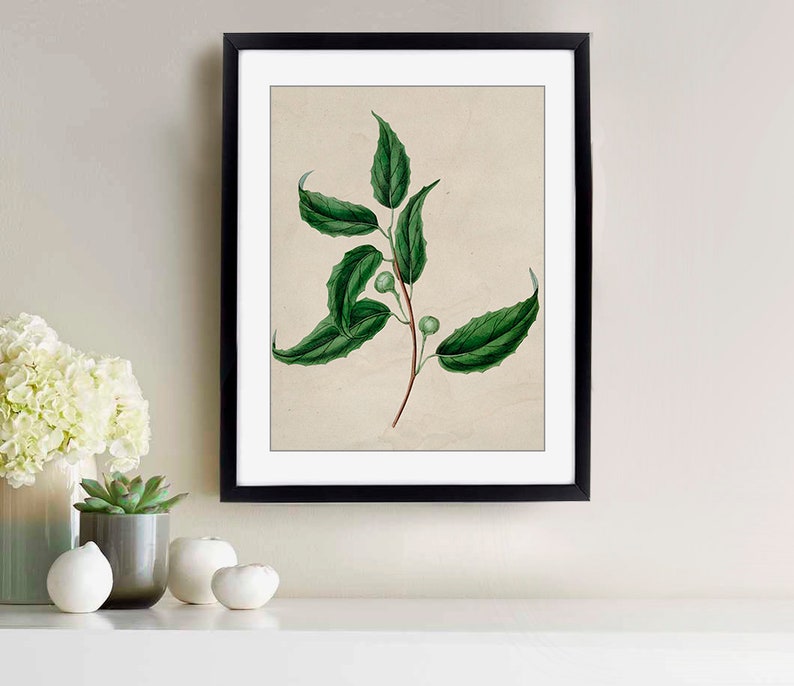 bt-1 Transparent Background PNG File Printable Botanical Botanical Illustration Vintage Botanical Clipart Vintage Greenery Clipart