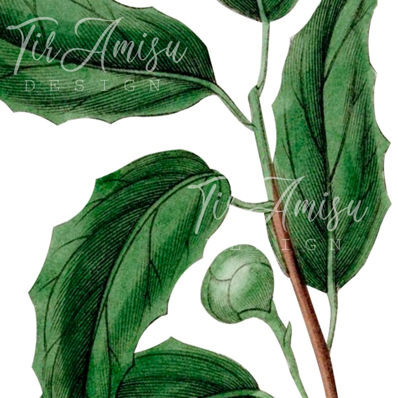 bt-1 Transparent Background PNG File Printable Botanical Botanical Illustration Vintage Botanical Clipart Vintage Greenery Clipart