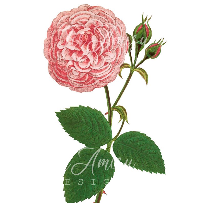 Vintage Pink Rose Clipart Transparent Background Png File Vintage Flower Clipart Flower Illustration Printable Rose Wall Art Pr 3 Clip Art Art Collectibles Vintage Pink Rose Clipart Transparent Background Png File Vintage Flower Clipart Flower Illustration Printable Rose Wall Art Pr 3 Clip Art Art Collectibles