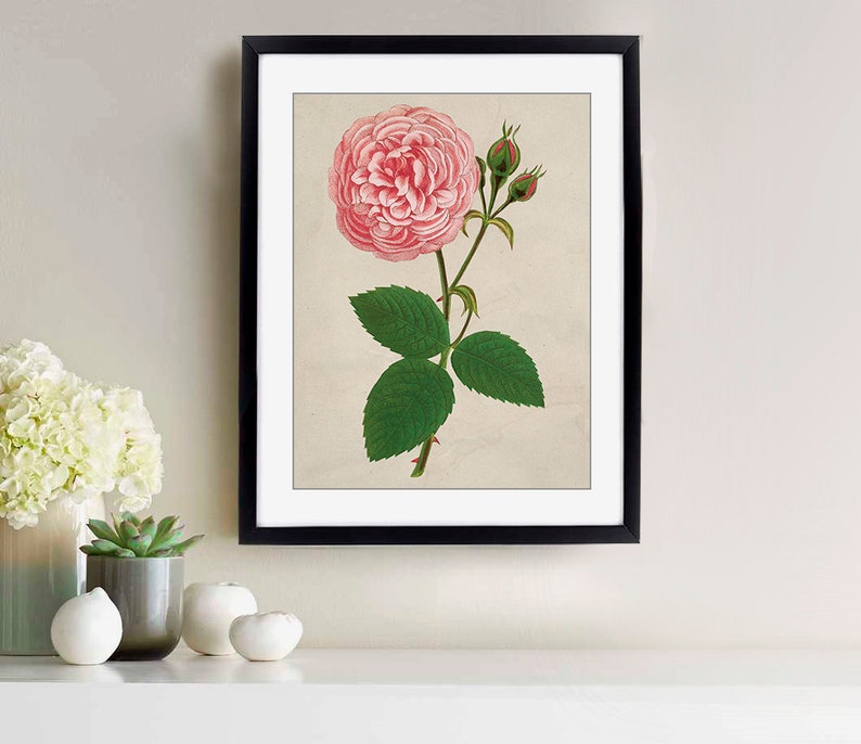 Vintage Art Digital Prints Vintage Roses Illustrations Printable Vintage Pink Roses Set of 3 set-4 Printable Wall Art