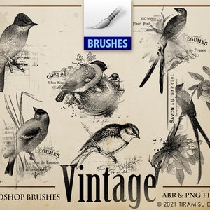 Clipart de pássaro vintage, pincel de Photoshop de pássaro vintage, arquivo ABR, carimbo digital vintage, arquivo PNG, lixo eletrônico para impressão, adesivo digital, BR38