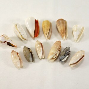 Natural Olive Shells Assorted Lot of 12 Crafting Nautical Beach Decor Seashells