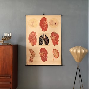 Gráfico de parede escolar vintage, pulmão, corpo humano, gráfico de exibição, placa de ensino, gráfico escolar, 50s, 60s, meados do século