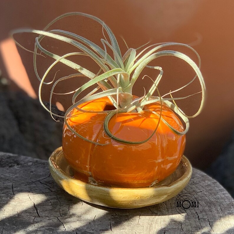 brown dish Pumpkin Planter