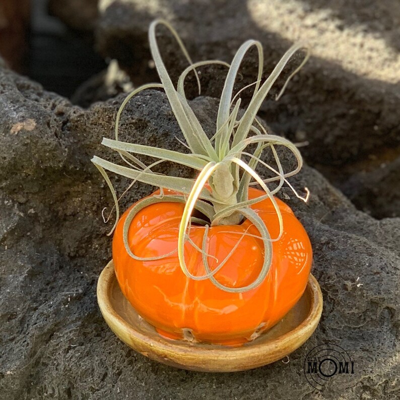 brown dish Pumpkin Planter