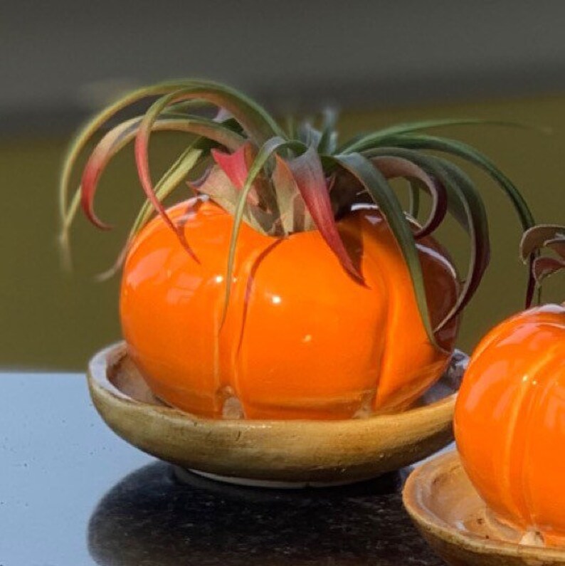 brown dish Pumpkin Planter