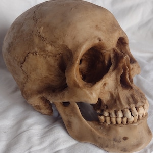 Replica of Human skull with mandible life-size skull & jaw body head bones model resin realistic Halloween prop anatomic corpse remains