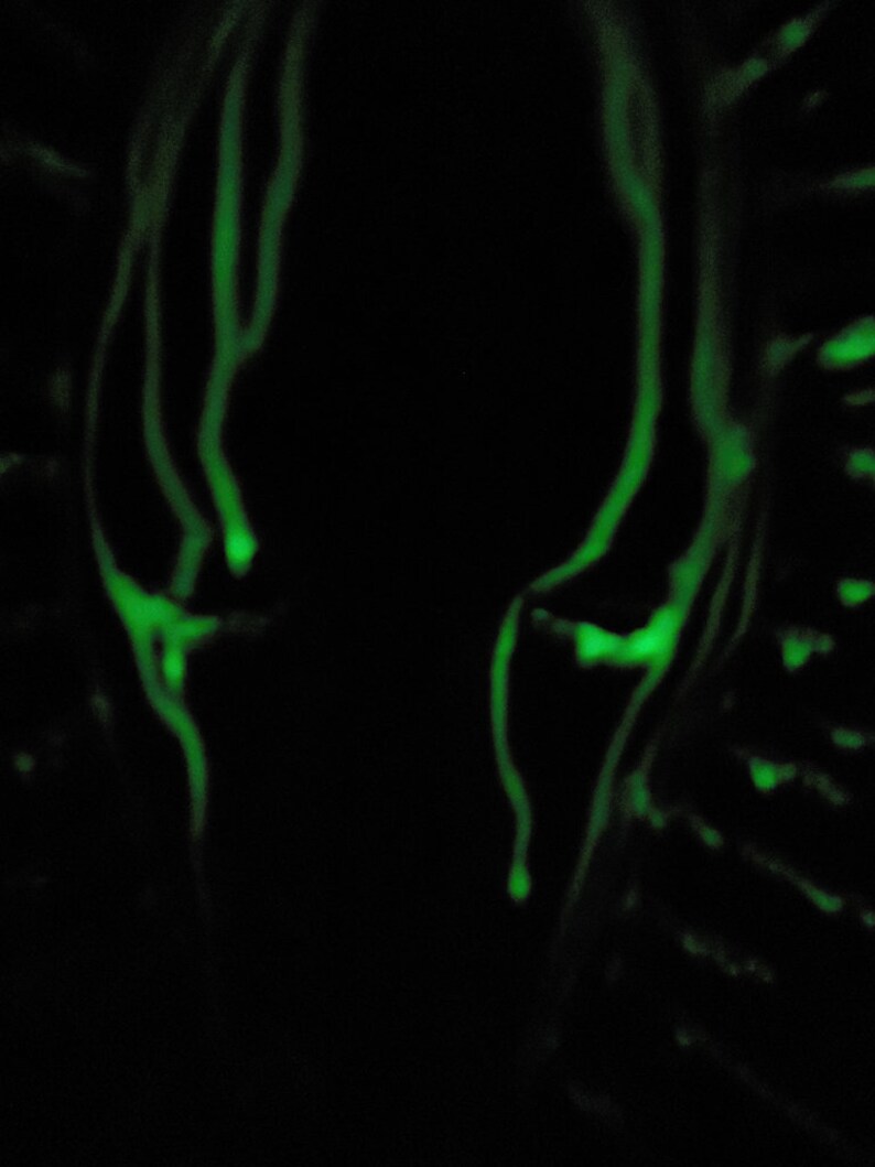 Glow in the dark mask,macabre mask,horror fan,macabre,gothic,Halloween mask,postapocalyptic mask,Halloween costume,handmade mask,steampunk