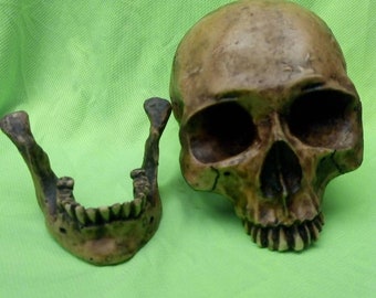 Réplique de crâne humain et de mandibule réalistes, anatomiquement corrects, os de la tête du corps en résine réaliste Halloween crâne/mâchoire anatomiques