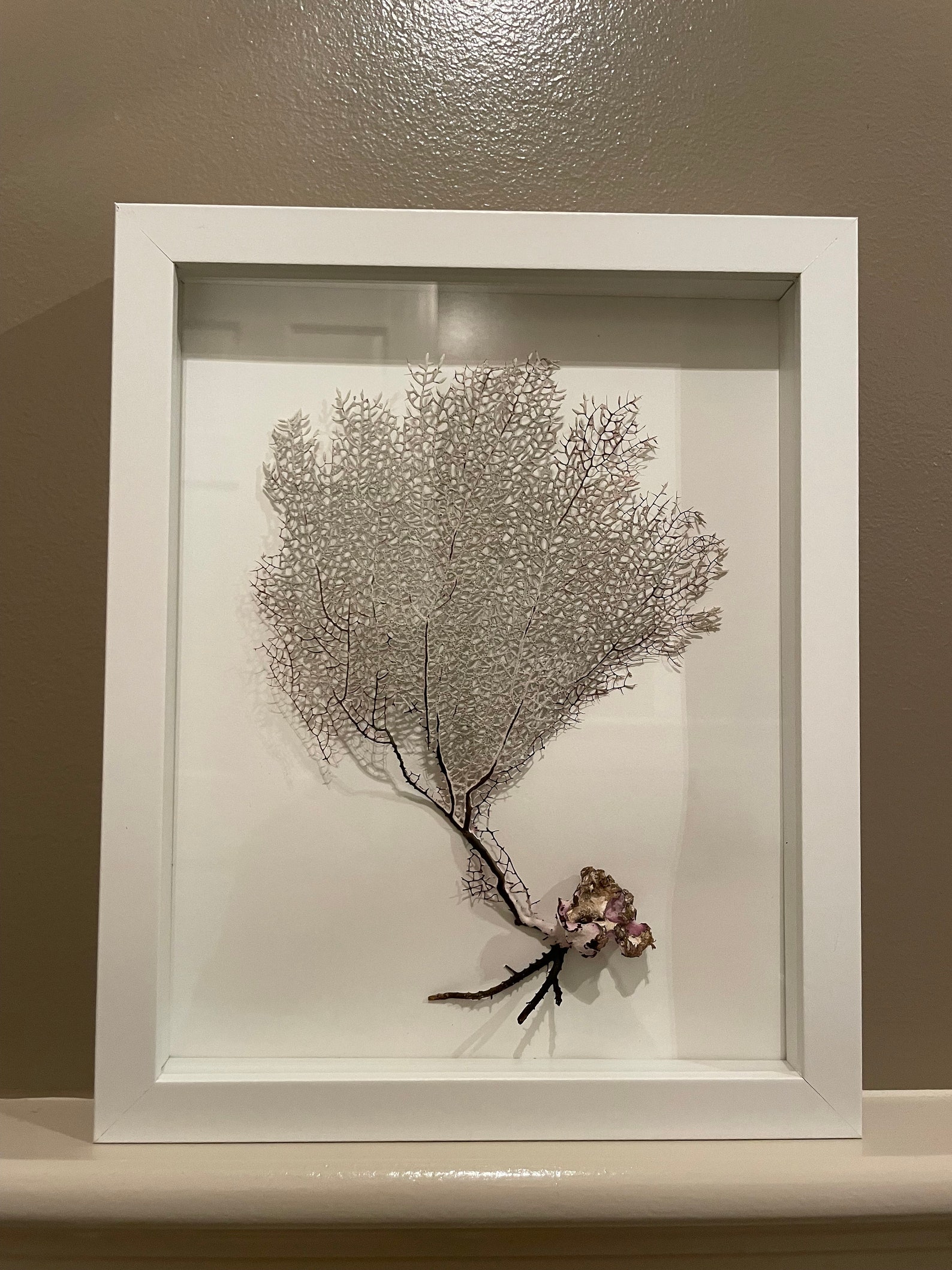 Fan Shadow Box Set of 3 Framed Sea Fans, Sea Fan Shadow Box, Coral Shadow Box, White ...