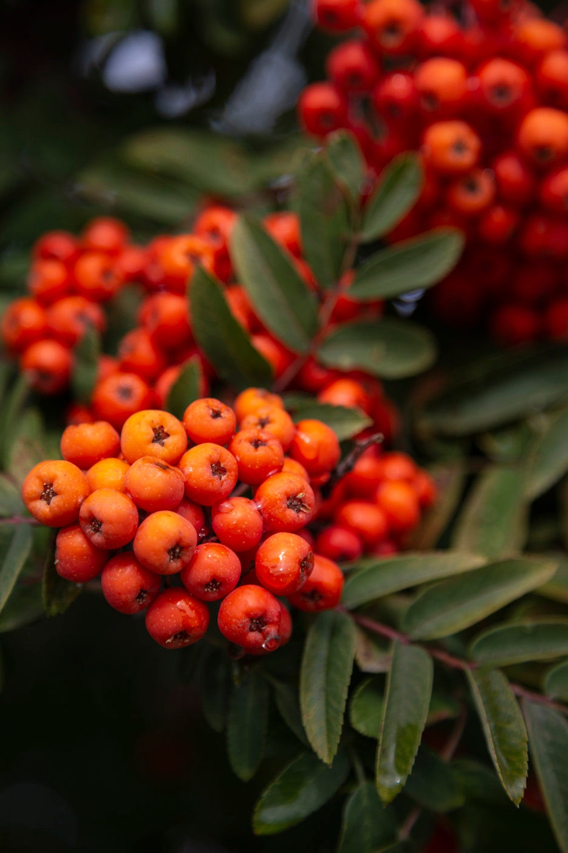 Bright Redorange Berries on a Tree in Fall Nature Landscape