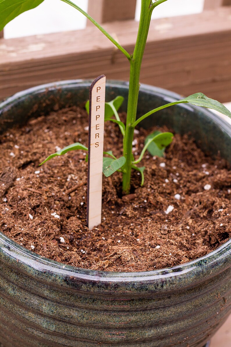 Minimal Plant Stakes, Plant Markers, Garden Stakes, Modern Plant Accessories, Wooden Plant Stakes, Plant Sign, Vegetable Marker, Herb Marker image 10