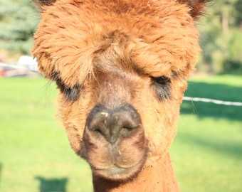 Raw alpaca fiber brown - Mosby