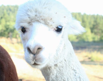 Ruwe alpacavezel wit - Choteau