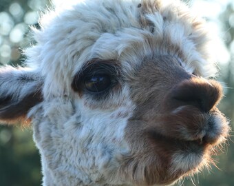 Raw alpaca fiber white with brown spots - St. Ignatius