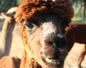 Raw alpaca fiber brown - Ekalaka