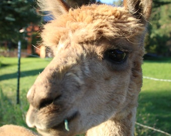 Raw alpaca fiber gold/tan - Huson