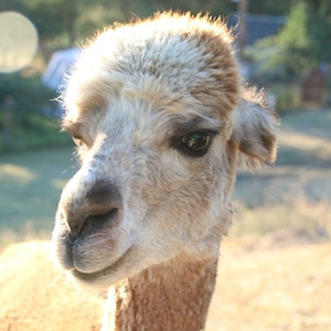 Raw alpaca fiber fawn/tan/white - Wibaux