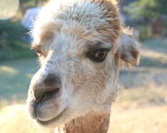 Ruwe alpacavezel reebruin/bruin/wit - Wibaux