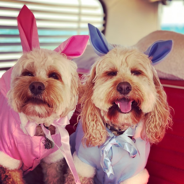 Disfraz de perro conejito de Pascua - rosa para cachorros de perros pequeños de 20 cm, capucha con orejas y linda cola esponjosa, tela de algodón de calidad