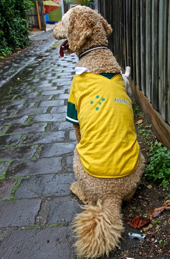 Aussie Australia Green N Gold Dog Shirt for 20cm X Small to 25cm