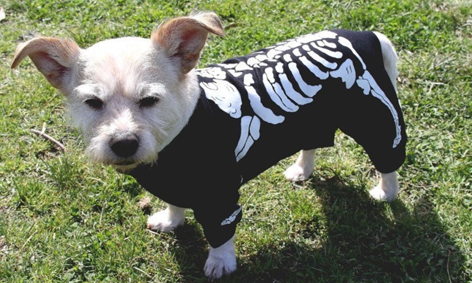 Skeleton Dog Costume Clothes for Halloween Small to Xx Large Etsy