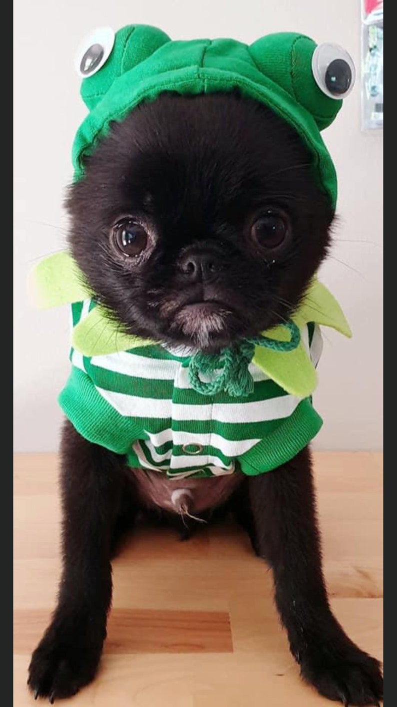Traje de perro rana para Halloween Día de San Patricio o Etsy