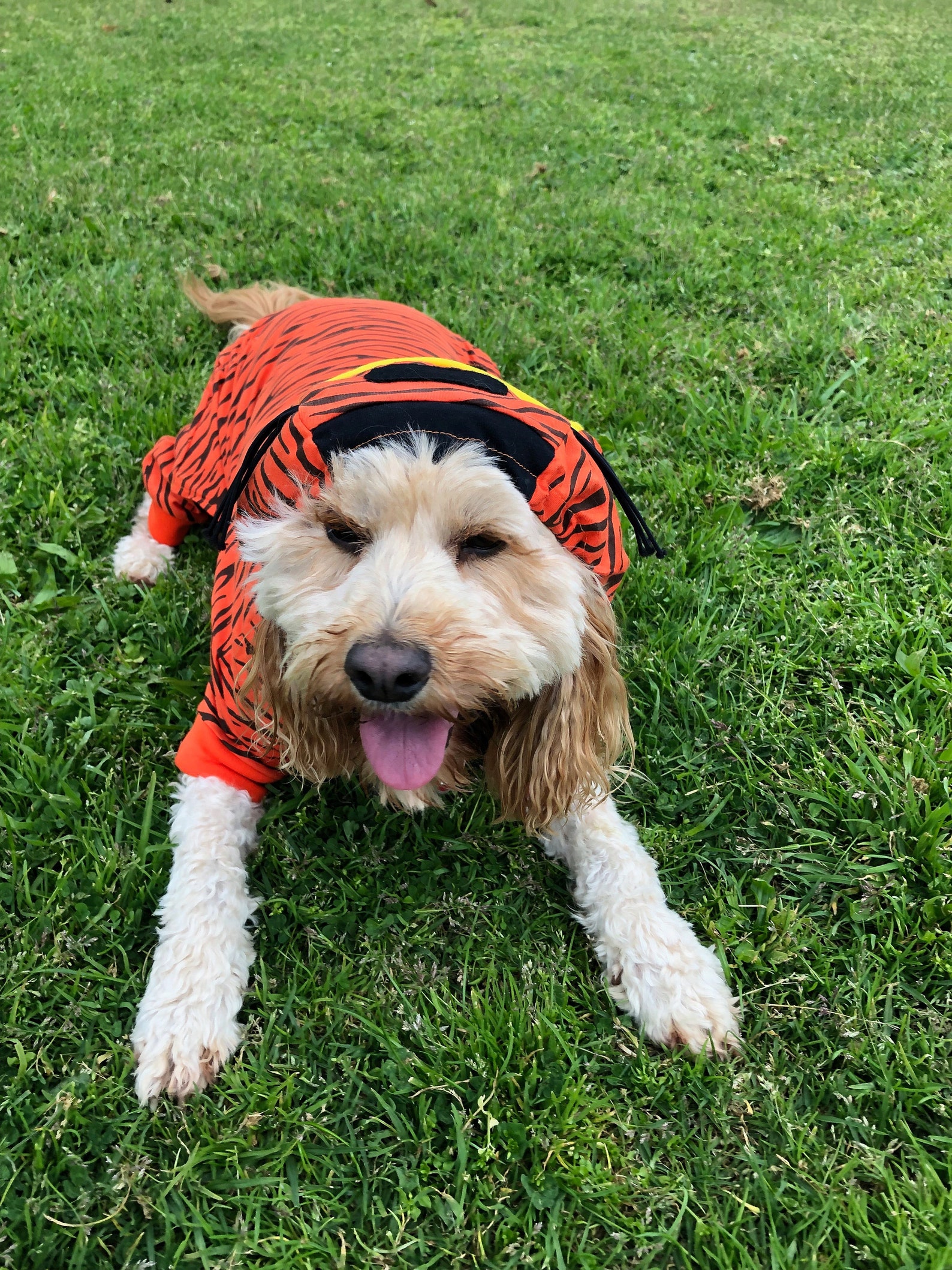 Tiger Dog Costume for Halloween Parties or Fun Cotton Etsy