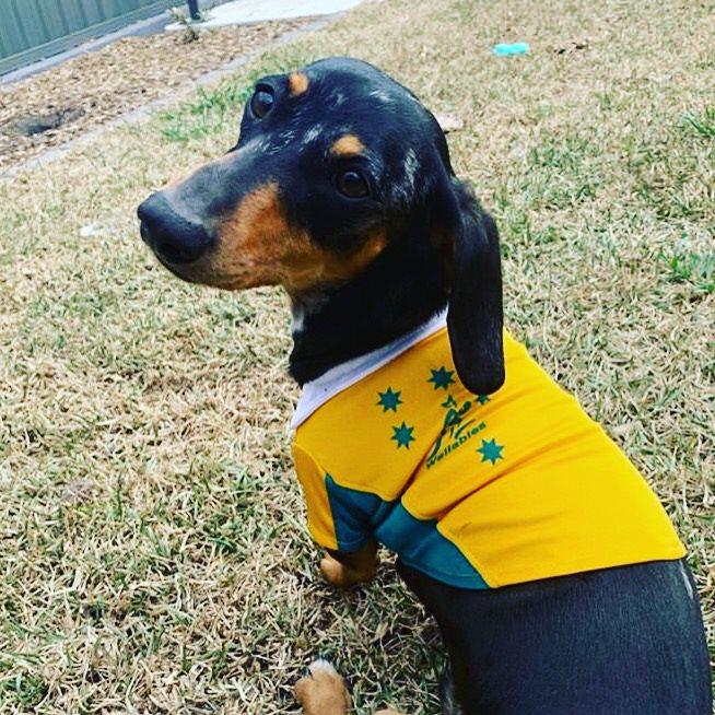 Australia Green N Gold Wallabies Dog Shirt for 20cm X Small Dogs