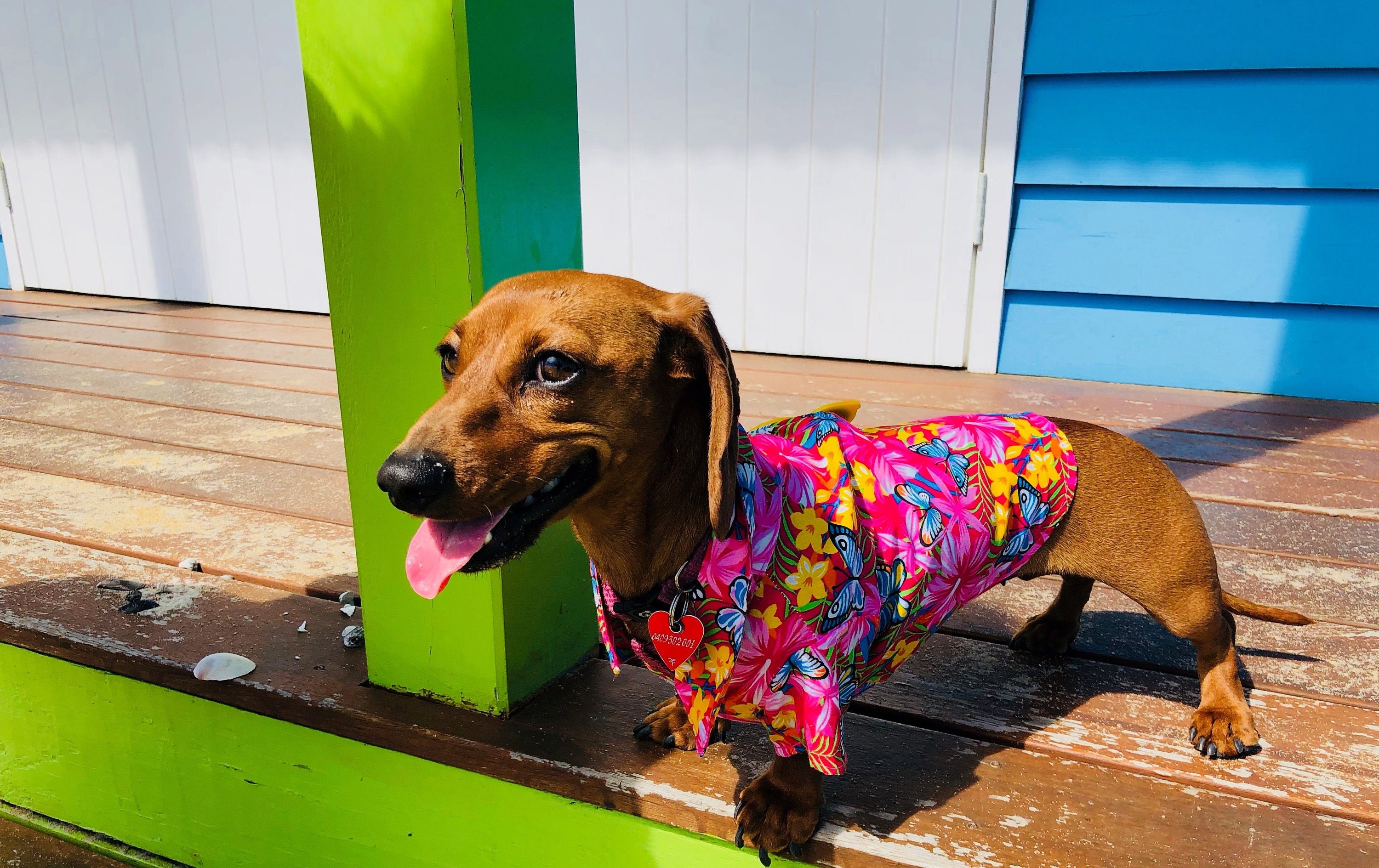 KAKALUOTE 4 Pieces Dog Shirts Pet Printed Clothes,Hawaii Style Floral Dog T- Shirt, Dog Hawaiian Shirts Cool,Puppy Shirts Breathable,Dog Beach Seaside  Shirt Sweatshirt for Dogs Cats (XL-Large) : : Pet Supplies