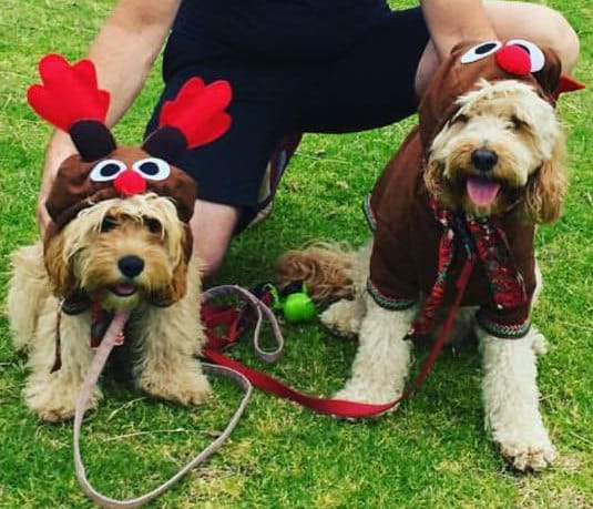 Dress Up Your Pup for the Holidays A Guide to Christmas Dog Clothes
