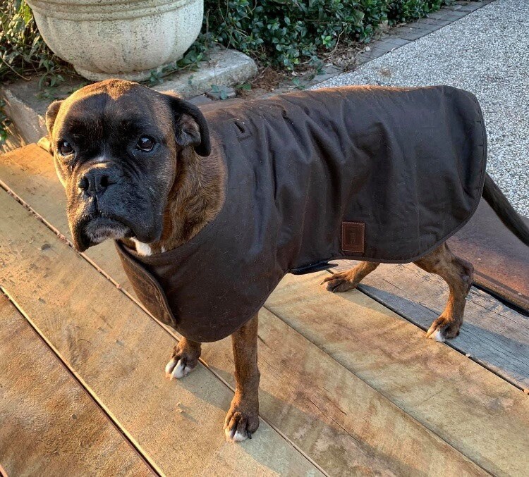 Australian Oilskin Dog Coat Sherpa Lining Size 25cm to 80cm Etsy