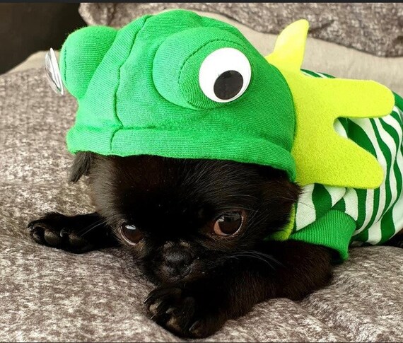 dog frog costume