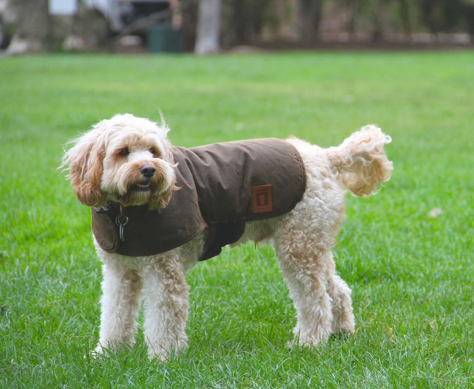 Australian Oilskin Dog Coat Jacket With a Sherpa Lining Etsy Canada