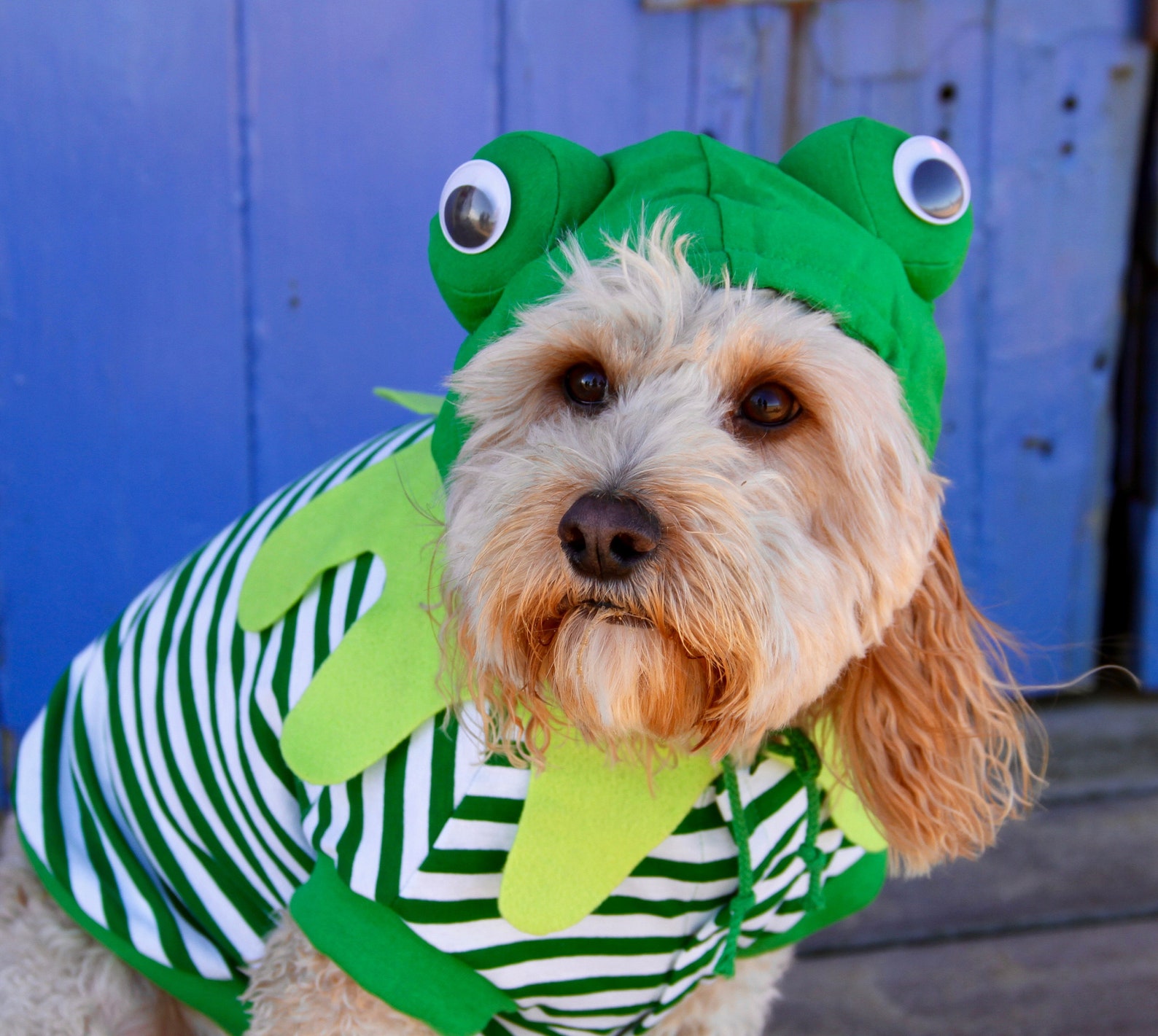 Frog Dog Costume for Halloween St Patricks Day or Parties Etsy UK