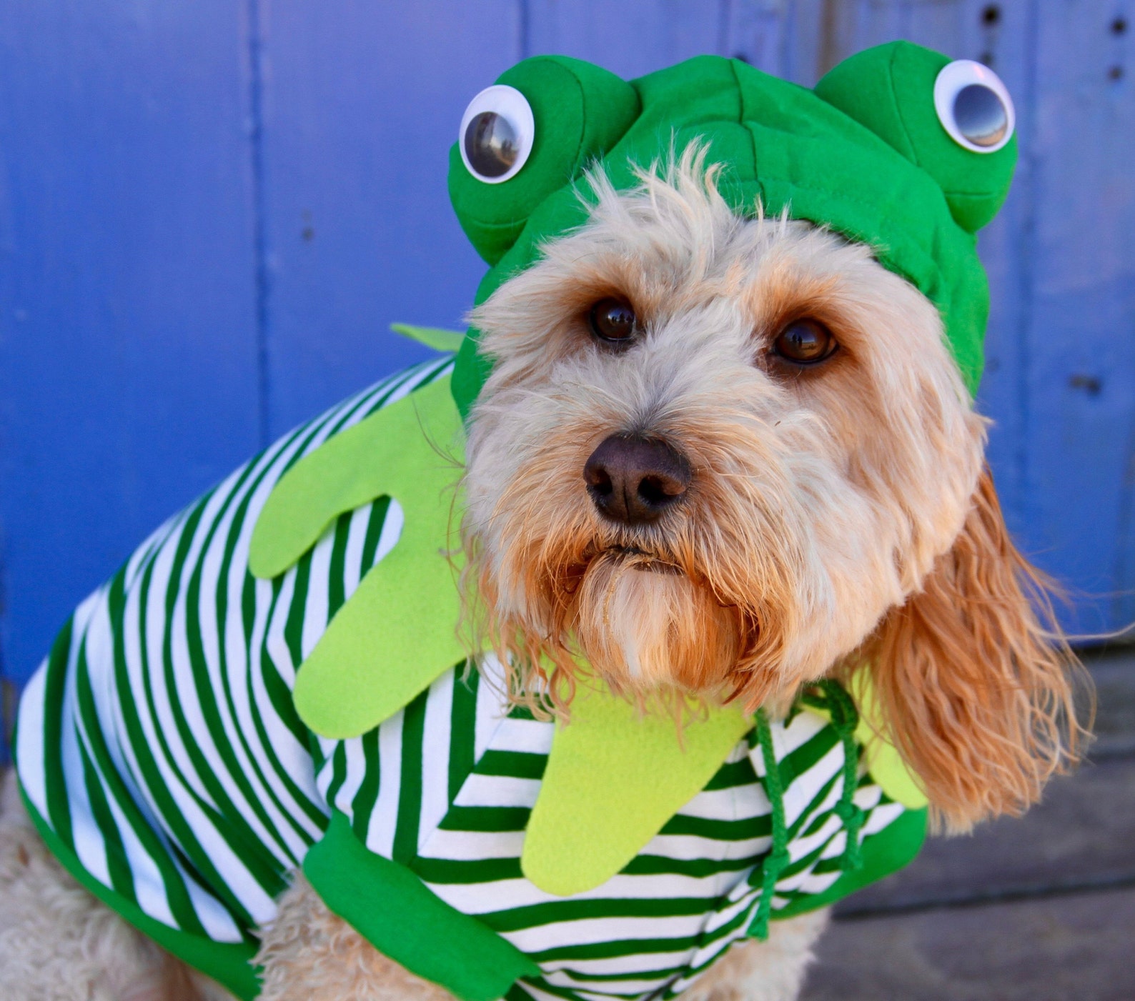Frog dog costume for xsmall to xxl breeds. Pawfect for Easter Etsy
