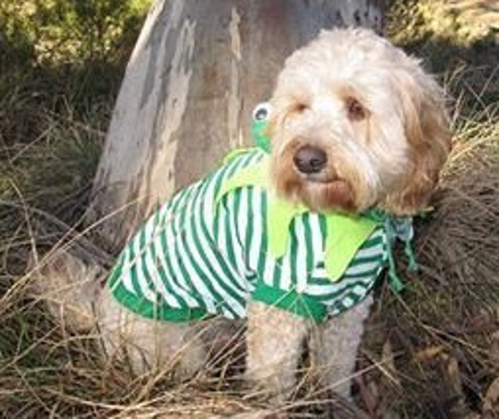 Frog Dog Costume for Xsmall to Xxl Breeds. Pawfect for Easter Etsy