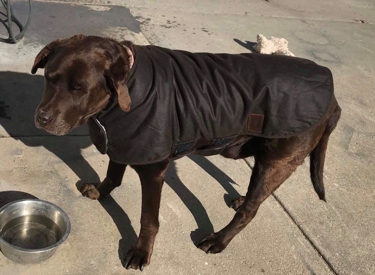 Australian Oilskin Dog Coat Sherpa Lining Size 25cm to 80cm Etsy