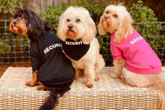 25cm to 50cm back Skull and Crossbones dog shirt top in black and pink great for Halloween