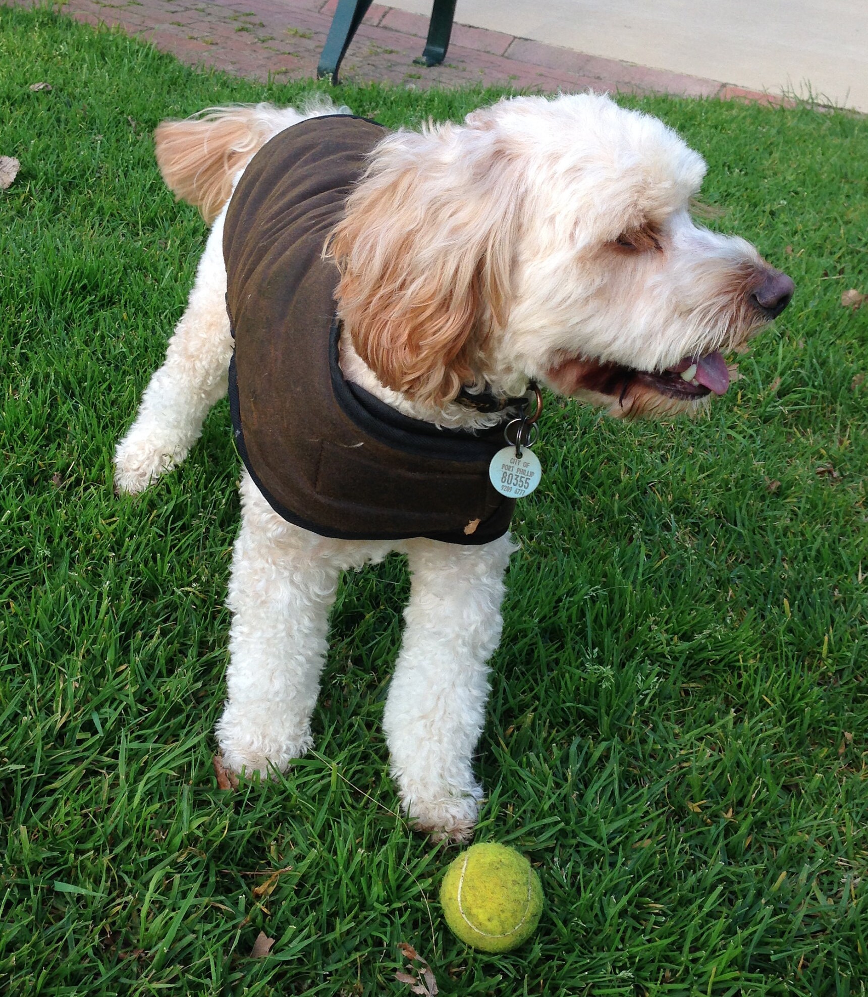 Australian Oilskin Dog Coat Sherpa Lining Size 25cm to 80cm Etsy