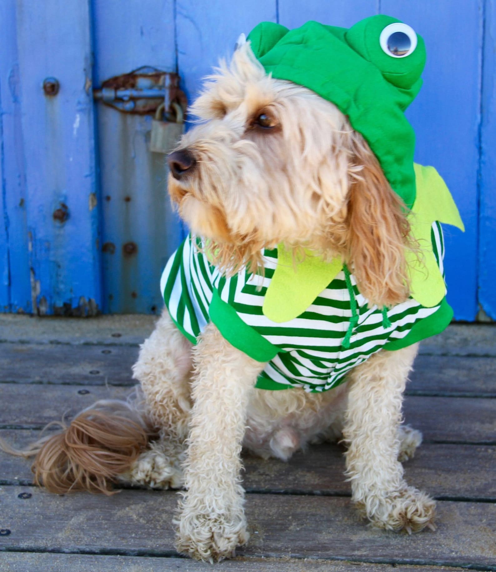 Frog Dog Costume for Halloween St Patricks Day or Parties Etsy UK